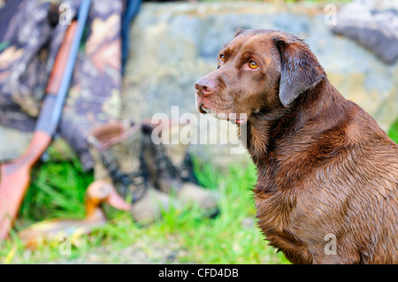 Labrador neben einer Cooey12 messen einzelne Schuss-Schrotflinte, eine Camouflage-Jacke und Stiefel, Duncan, British Columbia, Kanada. Stockfoto