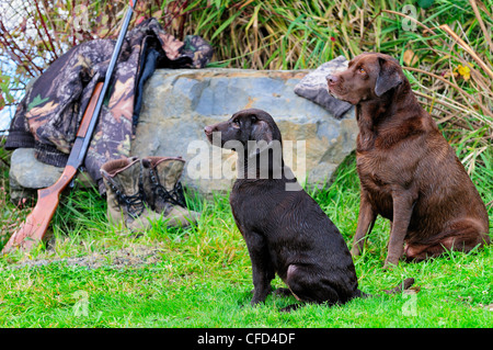 Schokolade Labs neben einer Cooey12 messen einzelne Schuss-Schrotflinte, eine Camouflage-Jacke und Stiefel, Duncan, British Columbia, Kanada. Stockfoto