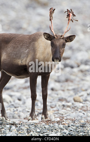 Berg Woodland Caribou Rangifer tarandus Stockfoto