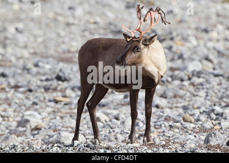 Berg Woodland Caribou Rangifer tarandus Stockfoto