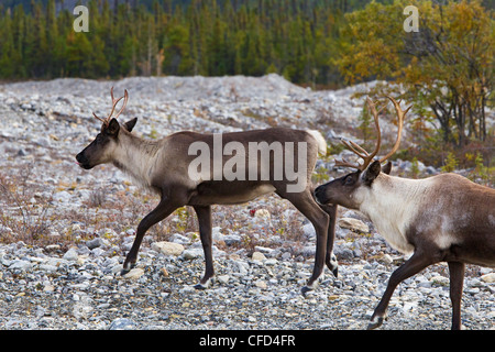 Berg Woodland Caribou Rangifer tarandus Stockfoto