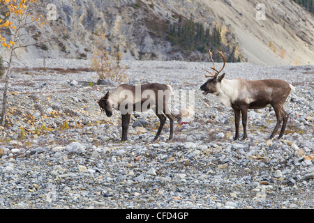 Berg Woodland Caribou Rangifer tarandus Stockfoto