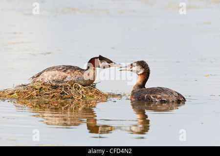 Red-necked Grebe (Podiceps Grisegena), paar am Nest, Logan Lake, British Columbia, Kanada Stockfoto