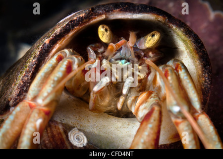 Gemeinsamen Einsiedlerkrebs Nahaufnahme des Kopfes, Isle Of Skye, Schottland. Stockfoto