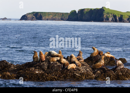 Steller Seelöwen (Eumetopias Jubatus), beim Schleppen-Out off Kodiak Island, Alaska, Vereinigte Staaten von Amerika Stockfoto