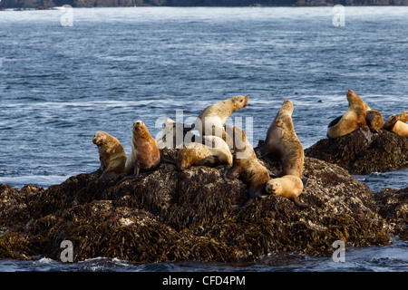 Steller Seelöwen (Eumetopias Jubatus), beim Schleppen-Out off Kodiak Island, Alaska, Vereinigte Staaten von Amerika Stockfoto