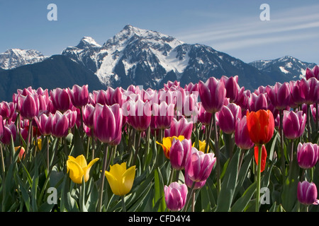 Blühende Tulpen mit Mount Cheam in der Ferne, Tulpen von Valley Festival, Agassiz, British Columbia, Kanada Stockfoto