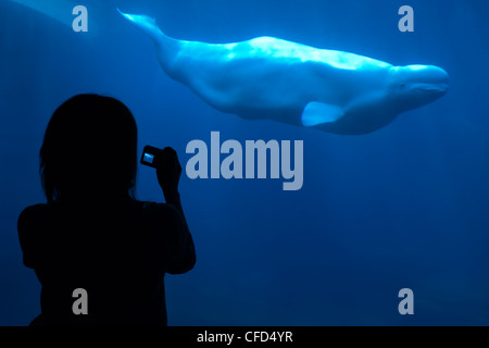 Silhouette von Personen, die an die Beluga, Vancouver Aquarium, British Columbia, Kanada. Stockfoto