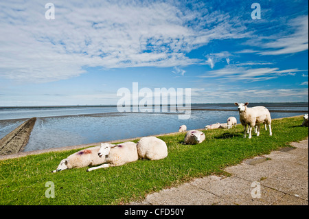 Schafe auf dem Deich im Sonnenlicht, Nordstrand, Schleswig Holstein, Deutschland, Europa