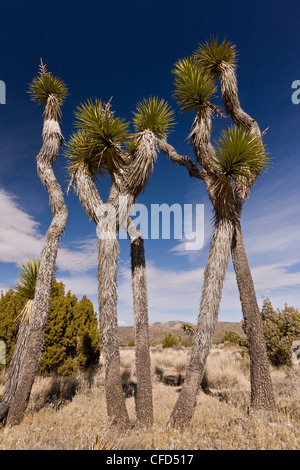 Joshua Bäume, Yucca Brevifolia im Joshua Tree National Park; Kalifornien, USA Stockfoto