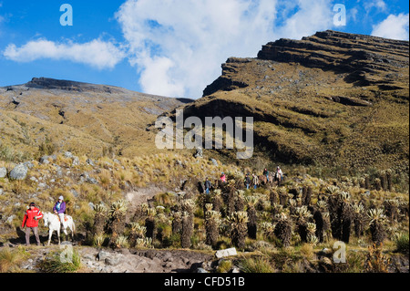 Reiten durch Frailejon Pflanzen (ganze) in El Cocuy National Park, Kolumbien, Südamerika Stockfoto