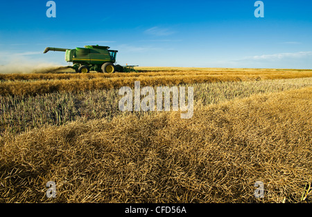 Ein Mähdrescher funktioniert in einem Raps-Feld in der Nähe von Torquay, Saskatchewan, Kanada Stockfoto