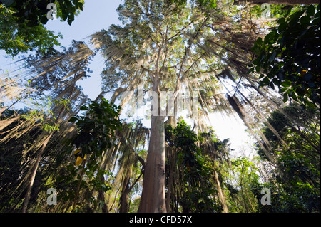 Bäume bedeckt mit Wedel von Tillandsien, El Gallineral Park, San Gil, Kolumbien, Südamerika Stockfoto