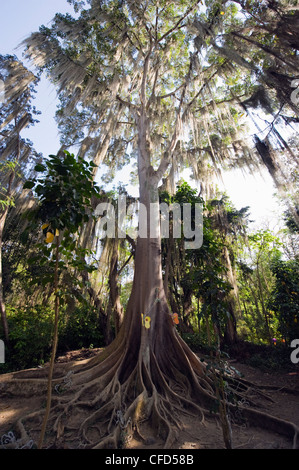 Bäume bedeckt mit Wedel von Tillandsien, El Gallineral Park, San Gil, Kolumbien, Südamerika Stockfoto