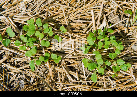 Frühe Wachstum Raps in eine Null bis Korn Stoppelfeld, Tiger Hügel, Manitoba, Kanada Stockfoto