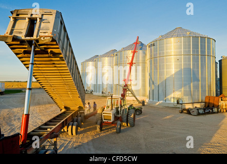 Ein Landwirt entlädt einen Korn-LKW mit Weizen in einem Korn Lagerplatz geladen während der Ernte, in der Nähe von Lorette, Manitoba, Kanada Stockfoto