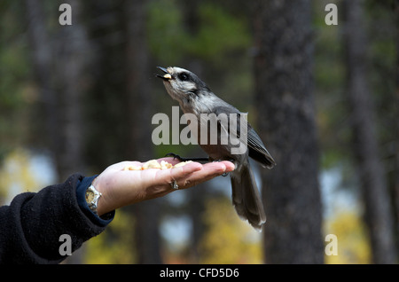 Mann, die Fütterung grau Jay (Perisoreus Canadensis) von Hand, Yukon Territorium, Kanada Stockfoto