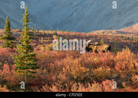 Stier Elch-Alces Alces während der Brunftzeit Stockfoto
