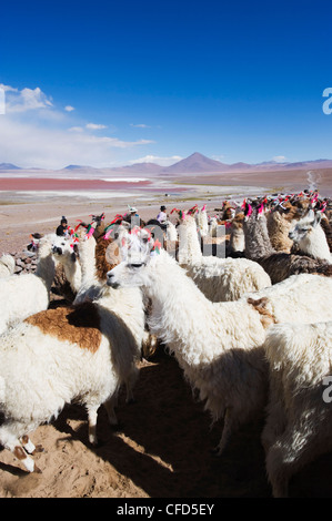 Lamas im Laguna Colorado (Roter See), Eduardo Avaroa Anden National Reserve, Bolivien, Südamerika Stockfoto