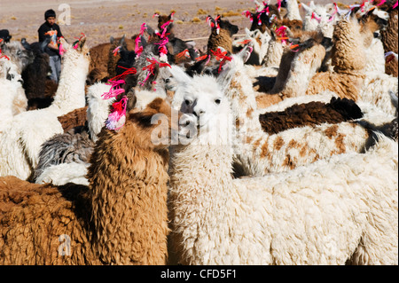 Lamas im Laguna Colorado, Eduardo Avaroa Anden National Reserve, Bolivien, Südamerika Stockfoto