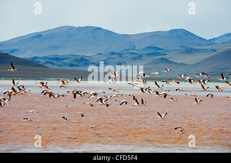 James Flamingo (Phoenicoparrus Jamesi), Laguna Colorado (Red Lake), Eduardo Avaroa Anden Nationalreservat, Bolivien Stockfoto