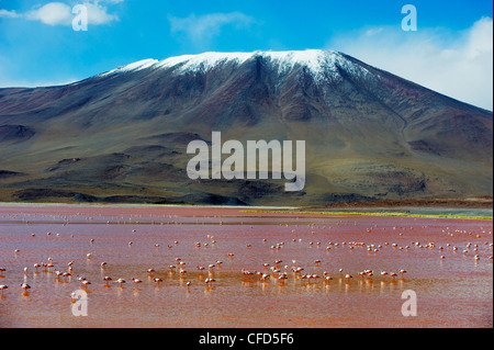 James Flamingo (Phoenicoparrus Jamesi), Laguna Colorado (Red Lake), Eduardo Avaroa Anden Nationalreservat, Bolivien Stockfoto