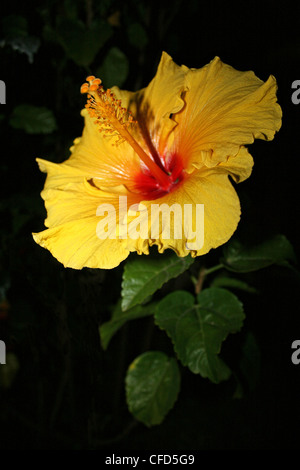 Gelben Hibiskusblüte In Costa Rica Stockfoto