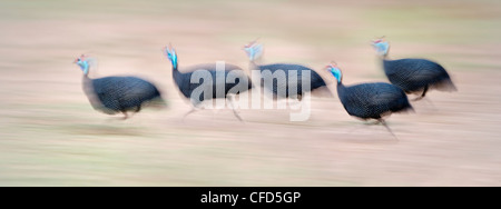 Herde von behelmter zum laufen an den Ufern des Flusses Luangwa. South Luangwa, Sambia (Digital gestickten Bild) Stockfoto