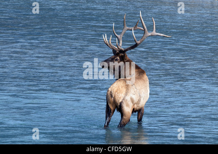 Wilder Stier Elch (Cervus Elaphus) stehen in Athabasca River, Alberta, Kanada. Stockfoto