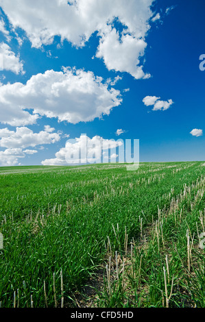 Eine frühe Wachstumsfeld Winterweizen in Null bis Raps Rückstände, Manitoba, Kanada Stockfoto