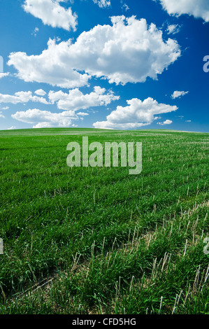 Eine frühe Wachstumsfeld Winterweizen gepflanzt in Null bis Raps Rückstände, Manitoba, Kanada Stockfoto