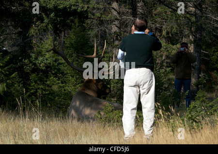 Wilder Stier Elche (Cervus Elaphus) Verlegung nach unten und umgeben von Touristen mit Kameras, Alberta, Kanada. Stockfoto