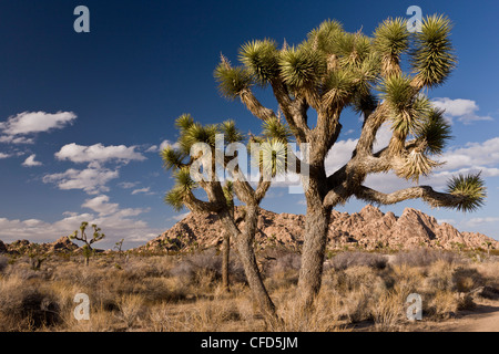 Joshua Tree, Yucca Brevifolia im Joshua Tree National Park; Kalifornien, USA Stockfoto