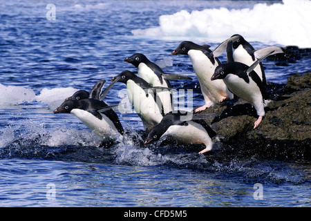 Adelie-Pinguine (Pygoscelis Adeliae) verlassen auf einem Nahrungssuche Tagesausflug ab ihre Verschachtelung Kolonie, antarktische Halbinsel, Antarktis Stockfoto
