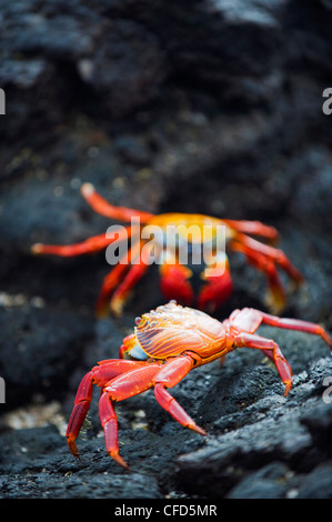 Sally Lightfoot Krabben (Grapsus Grapsus), Sullivan Bay, Isla Santiago, Galapagos-Inseln, UNESCO-Weltkulturerbe, Ecuador Stockfoto