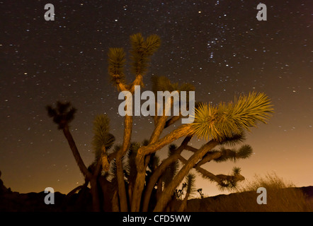 Joshua Bäume, Yucca Brevifolia im Joshua Tree National Park; Kalifornien, USA Stockfoto