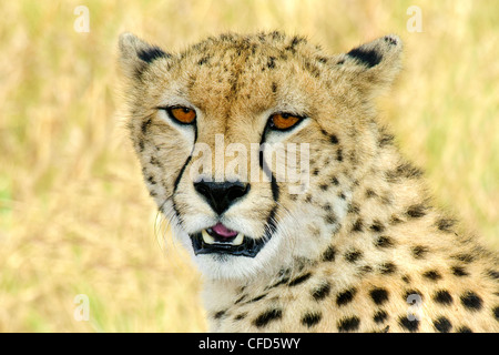 Gepard (Acinonyx Jubatus), Masai Mara Reserve, Kenia, Ostafrika Stockfoto