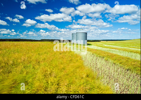 Wind-durchgebrannten Reifung gehüllt und unswathed Raps mit Getreidesilos auf Hügel, die Tiger-Hügel in der Nähe von Brüssel, Manitoba Stockfoto