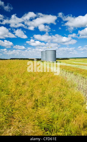 Wind-durchgebrannten Reifung gehüllt und unswathed Raps mit Getreidesilos auf Hügel, die Tiger-Hügel in der Nähe von Brüssel, Manitoba Stockfoto