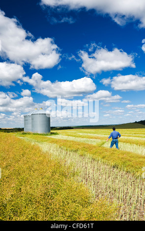 Ein Mann im Reifen gehüllt und unswathed Raps Feld mit Getreidesilos auf Hügel, die Tiger-Hügel in der Nähe von Brüssel, Manitoba Stockfoto