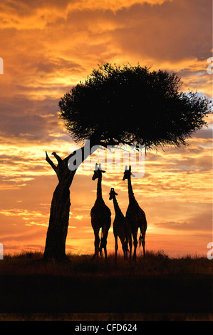 Giraffen (Giraffa Plancius) Gruppe bei Sonnenuntergang, Masai Mara Reserve, Kenia, Ostafrika Stockfoto