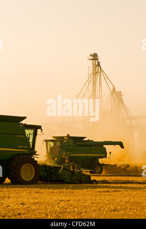 Zwei kombinieren Ernte Sommerweizen, Korn Umschlaganlage im Hintergrund, in der Nähe von Somerset, Manitoba, Kanada Stockfoto