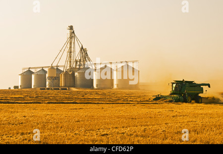 Ein Mähdrescher erntet Sommerweizen, Korn Umschlaganlage im Hintergrund, in der Nähe von Somerset, Manitoba, Kanada Stockfoto