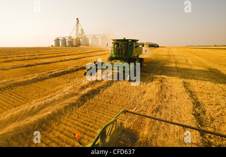 Ein Mähdrescher erntet Sommerweizen, Korn Umschlaganlage im Hintergrund, in der Nähe von Somerset, Manitoba, Kanada Stockfoto