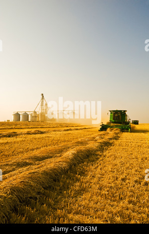 Ein Mähdrescher erntet Sommerweizen, Korn Umschlaganlage im Hintergrund, in der Nähe von Somerset, Manitoba, Kanada Stockfoto