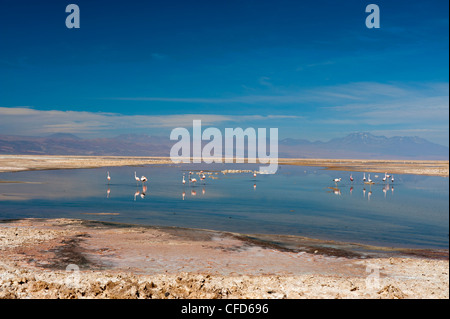 Chilenische Flamingo (Phoenicopterus Chilensis), Laguna Chaxa, Salar de Atacama, Atacama Wüste, Chile, Südamerika Stockfoto