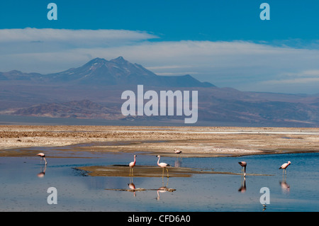 Chilenische Flamingo (Phoenicopterus Chilensis), Laguna Chaxa, Salar de Atacama, Atacama Wüste, Chile, Südamerika Stockfoto