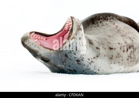 Weibliche Seeleopard (Hydrurga Leptonyx), Bedrohung Display, Pleneau Island, antarktische Halbinsel, Antarktis Stockfoto