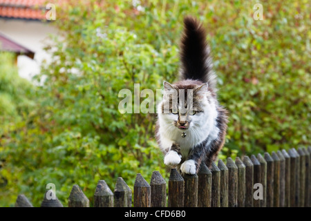 Hauskatze, balancieren auf Gartenzaun, Bayern, Deutschland, Europa Stockfoto