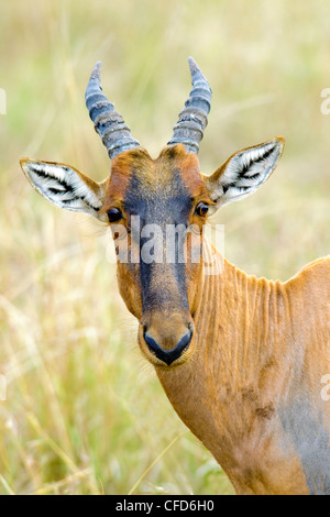 Erwachsene häufig Kudus (Damaliscus Lunatus) Masai Mara Game Reserve, Kenia, Ostafrika Stockfoto